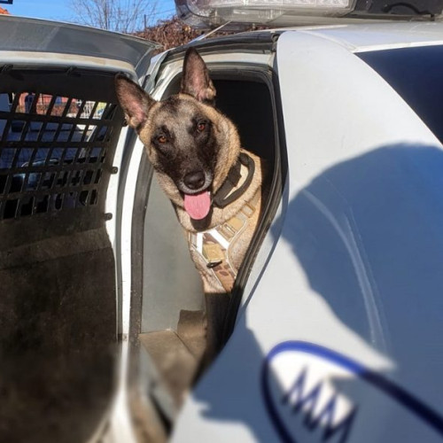 Dovah, câinele poliției, sărbătorește ziua de naștere cu realizări remarcabile