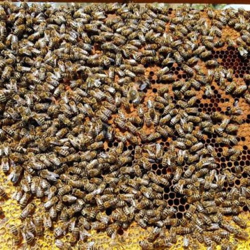 Apicultorii botoșăneni au acces la un ghid informativ pentru sprijin financiar