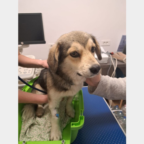 Program de sterilizare gratuită a câinilor în Oradea