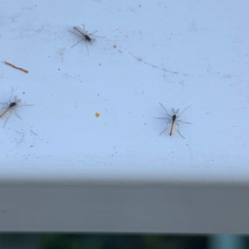 Clujenii protestează împotriva invaziei de țânțari din zona străzii Gării