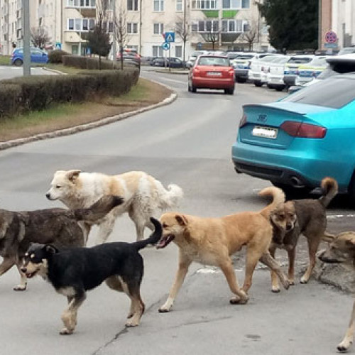 Câinii fără stăpân revin pe străzile din Miercurea-Ciuc