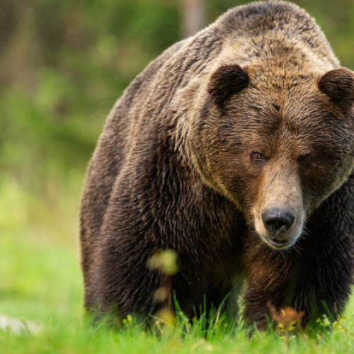 Guvernul slovac aprobă uciderea a 350 de urși din cauza atacurilor