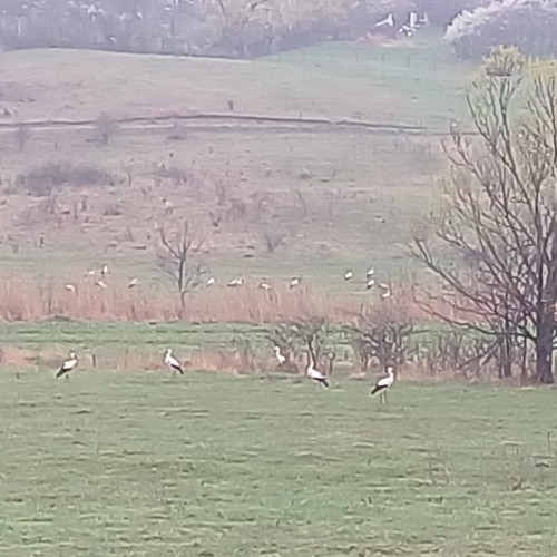 Întoarcerea berzelor – un semn al primăverii în Botoșani