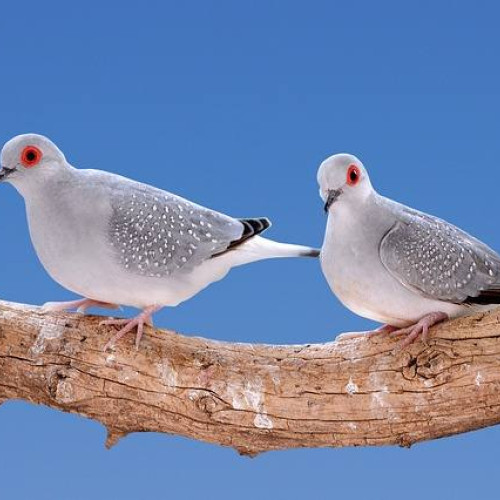 Uniunea Europeană ridică interdicția asupra vânătorii de turturele