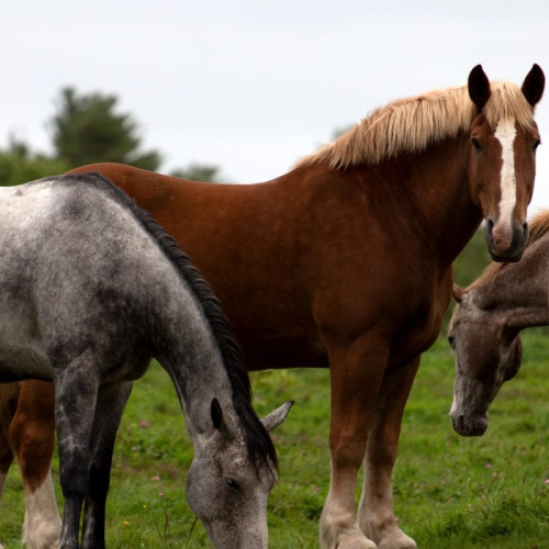 Boală gravă la caii din Botoșani
