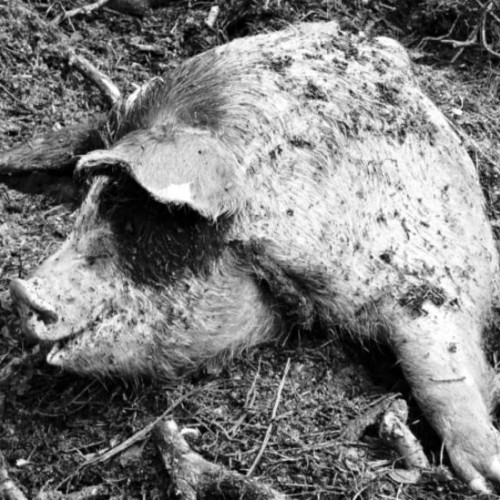 Ursul atacă gospodăriile din Nereju, autoritățile sunt în alertă