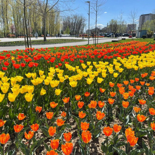 Festivalul "Simfonia Lalelelor" se va desfășura la Pitești în aprilie 2025