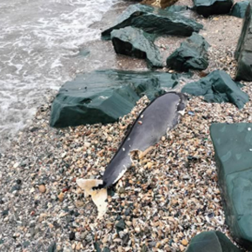 Un marsuin esuat pe plaja din Mangalia, semnal de alarma pentru protectia cetaceelor