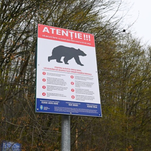 Problemele cu urșii din Brașov: măsuri necesare pentru siguranța locuitorilor
