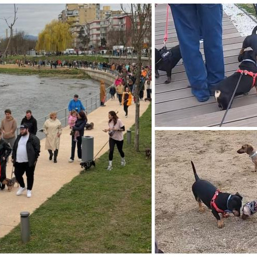 Defilare inedită de câini teckel pe malurile Someșului în Cluj-Napoca