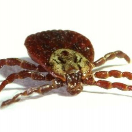 Medici veterinari avertizează despre invazia căpușelor