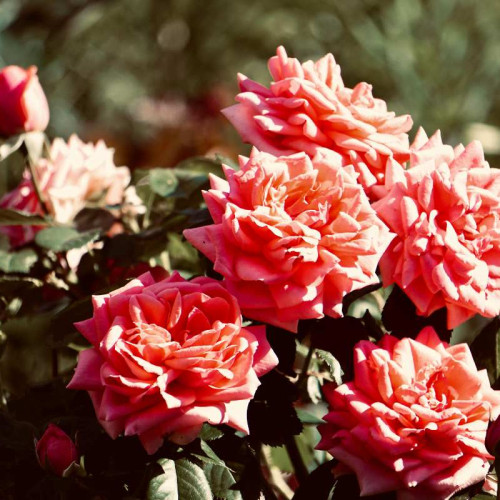 Greselile frecvente in ingrijirea trandafirilor cataratori