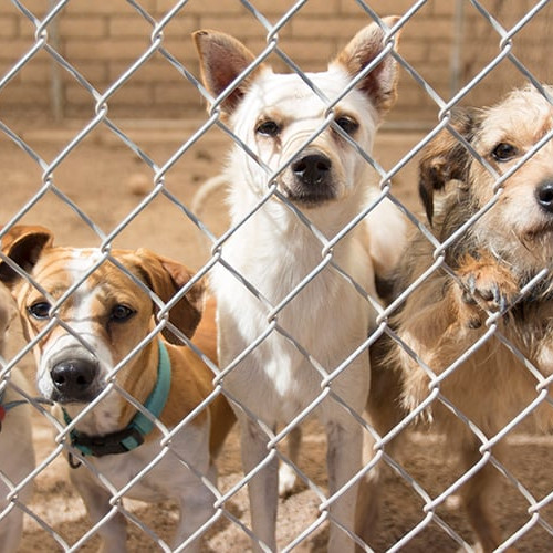 Ziua Internațională a Animalelor Fără Stăpân sărbătorită la Piatra-Neamț