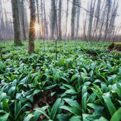 Leurda: Planta-minune de primăvară pentru sănătate