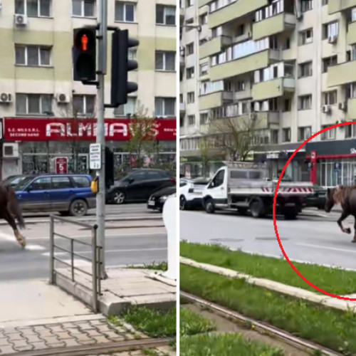 Cal prins de Poliția Locală la Piața Obor