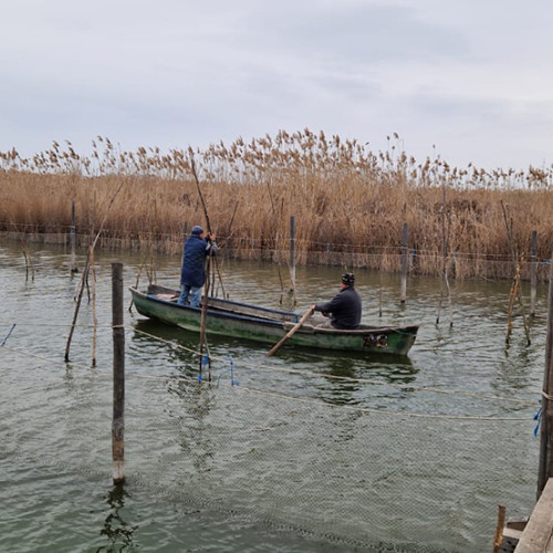 Repopularea Complexului lagunar Razim-Sinoe cu icre de salau