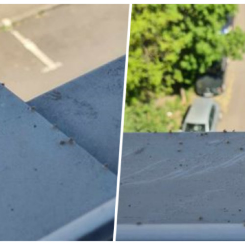 Locatarii din Gheorgheni, Cluj-Napoca, se plâng de plosnițele de copaci