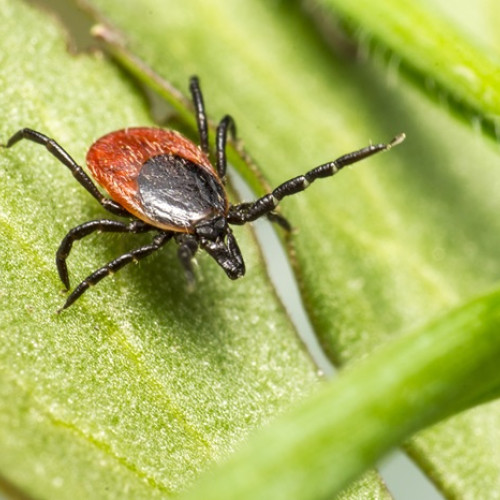 Cum să te protejezi de capuse