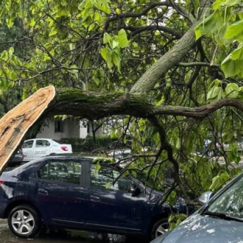 Locatarii din Cluj-Napoca cer toaletarea copacilor de pe strada Garbau