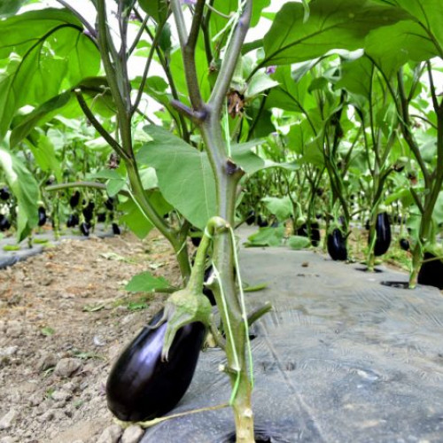 Guvernul adoptă ajutoare pentru producția de legume în spații protejate