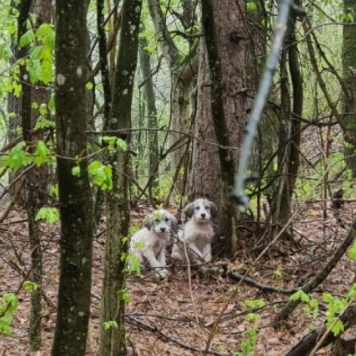 Câini abandonați descoperiți în pădurea de lângă Cernesti