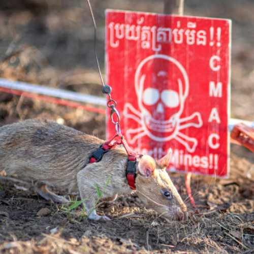 Sobolanul Ronin stabilește un nou record mondial în deminarea din Cambodgia