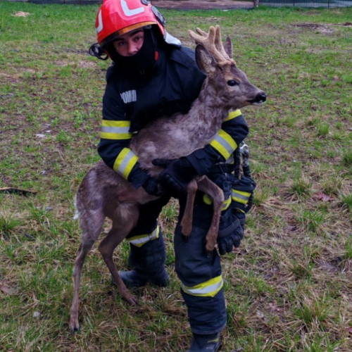 Pompierii din Brașov salvează un pui de cerb prins într-un gard
