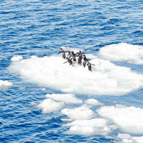 Tarifele lui Trump includ insule locuite de pinguini