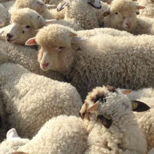 Mieii pentru Paște vor fi mai ieftini în acest an