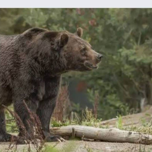 Urs observat în Pietrosita, primarul face apel la precauție