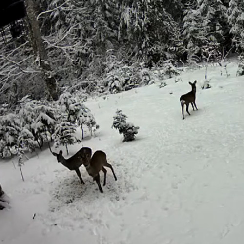 Trei căprioare surprinse în Parcul Natural Apuseni