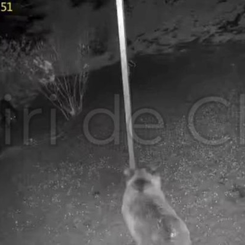 O confruntare neobișnuită între un urs și un bursuc surprinsă în Cluj