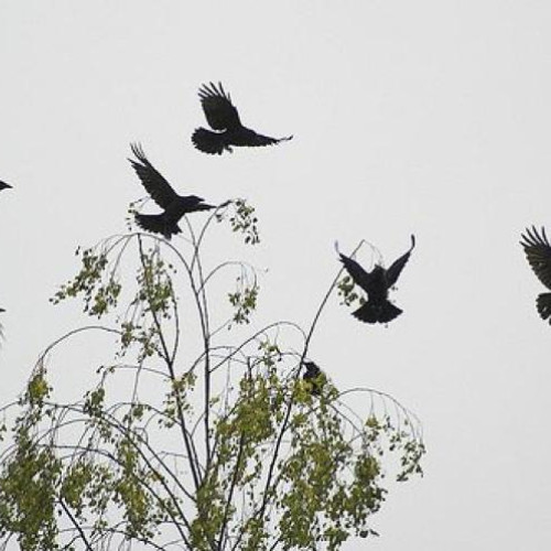 clujenii din cartierul mănăștur cer urgent toaletarea arborilor