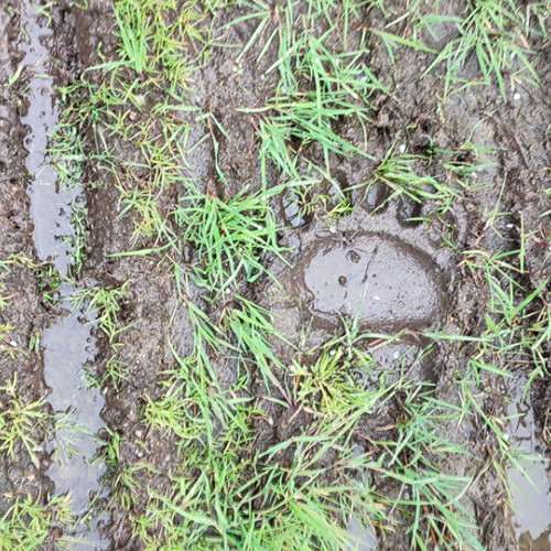 Urme de urs semnalate în Parcul Național Muntii Măcinului