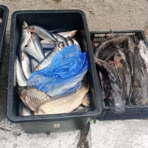 Jandarmii au confiscat pește vândut ilegal în Cobadin
