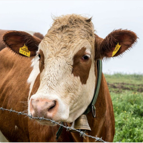 Măsuri de prevenire a febrei aftoase prezentate de DSVSA Bihor