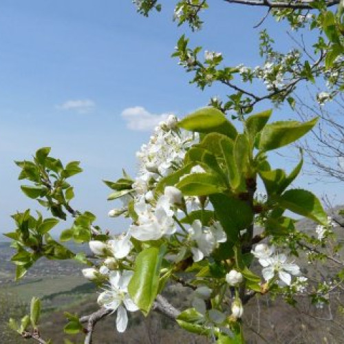 Vreme rece în Moldova până la Paște