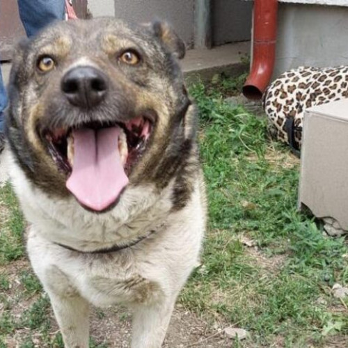 Obligativitatea microcipării și sterilizării câinilor de rasă comună