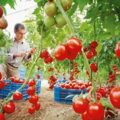 Sprijin financiar pentru producția de legume în perioada 2025-2027