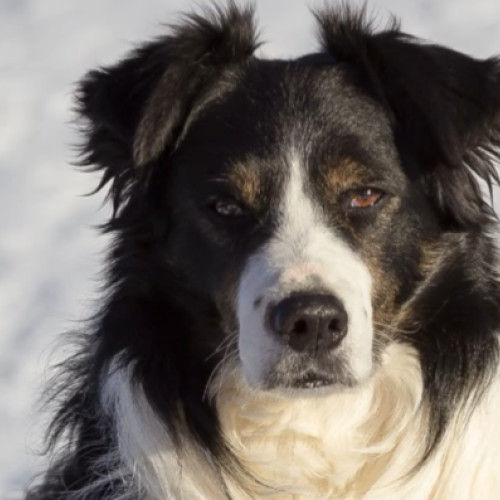 Helios, câinele erou al Salvamont România, se pregătește pentru retragere