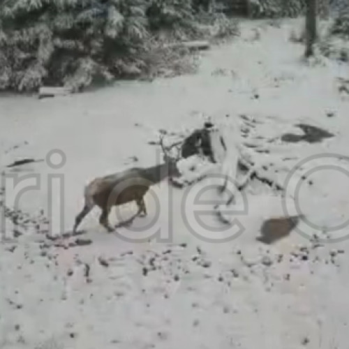 Cerb spectaculos filmat în Parcul Natural Apuseni