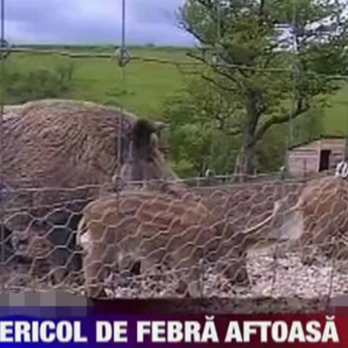 Deputatul PSD Remus Lapusan avertizează asupra riscurilor febrei aftoase în România