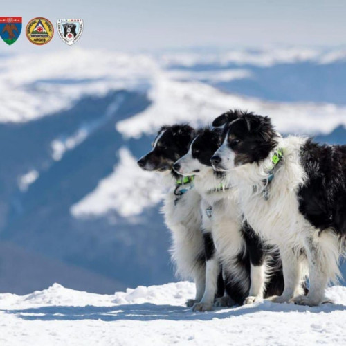 Primul câine salvator montan din România, Helios, se retrage