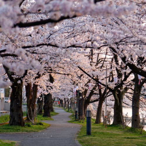 Florile de cires din Japonia, amenințate de schimbările climatice