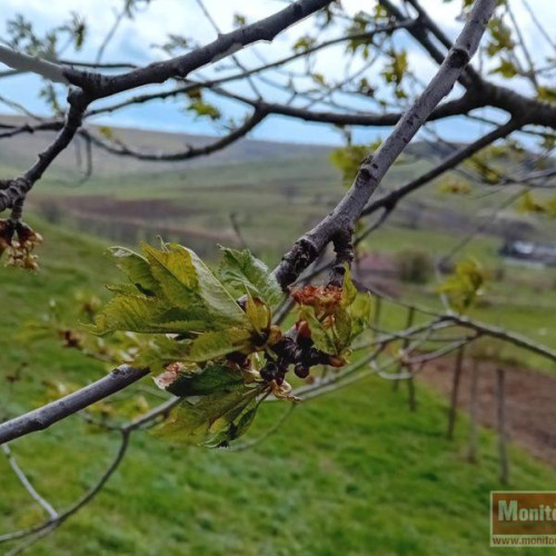 Temperaturile scăzute afectează culturile din județul Botoșani