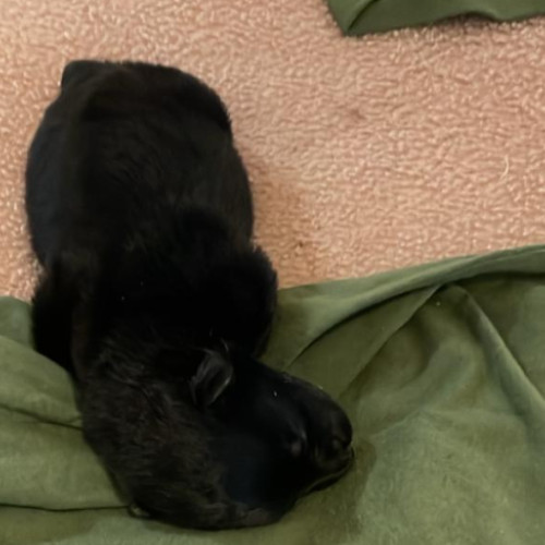 Un tânăr povestește despre găsirea unui cățeluș abandonat în ploaie