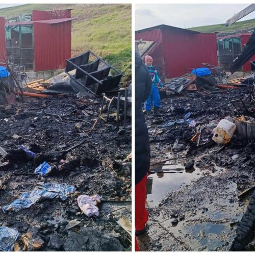 Incendiu devastator la adăpostul de câini din Vișoara