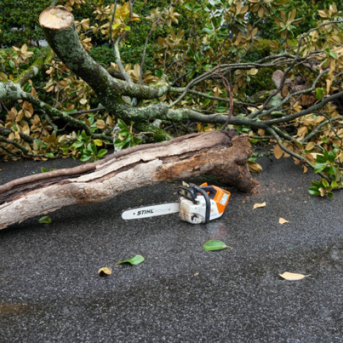 Trump plantează un nou arbore în locul unei magnolii istorice la Casa Albă