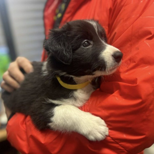 Un nou membru vesel s-a alăturat echipei Salvamont Bistrița-Năsăud