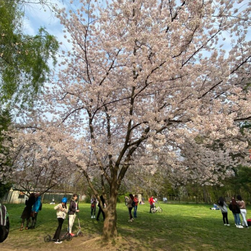 Sărbătoarea florilor de cireș, Hanami, la Grădina Japoneză